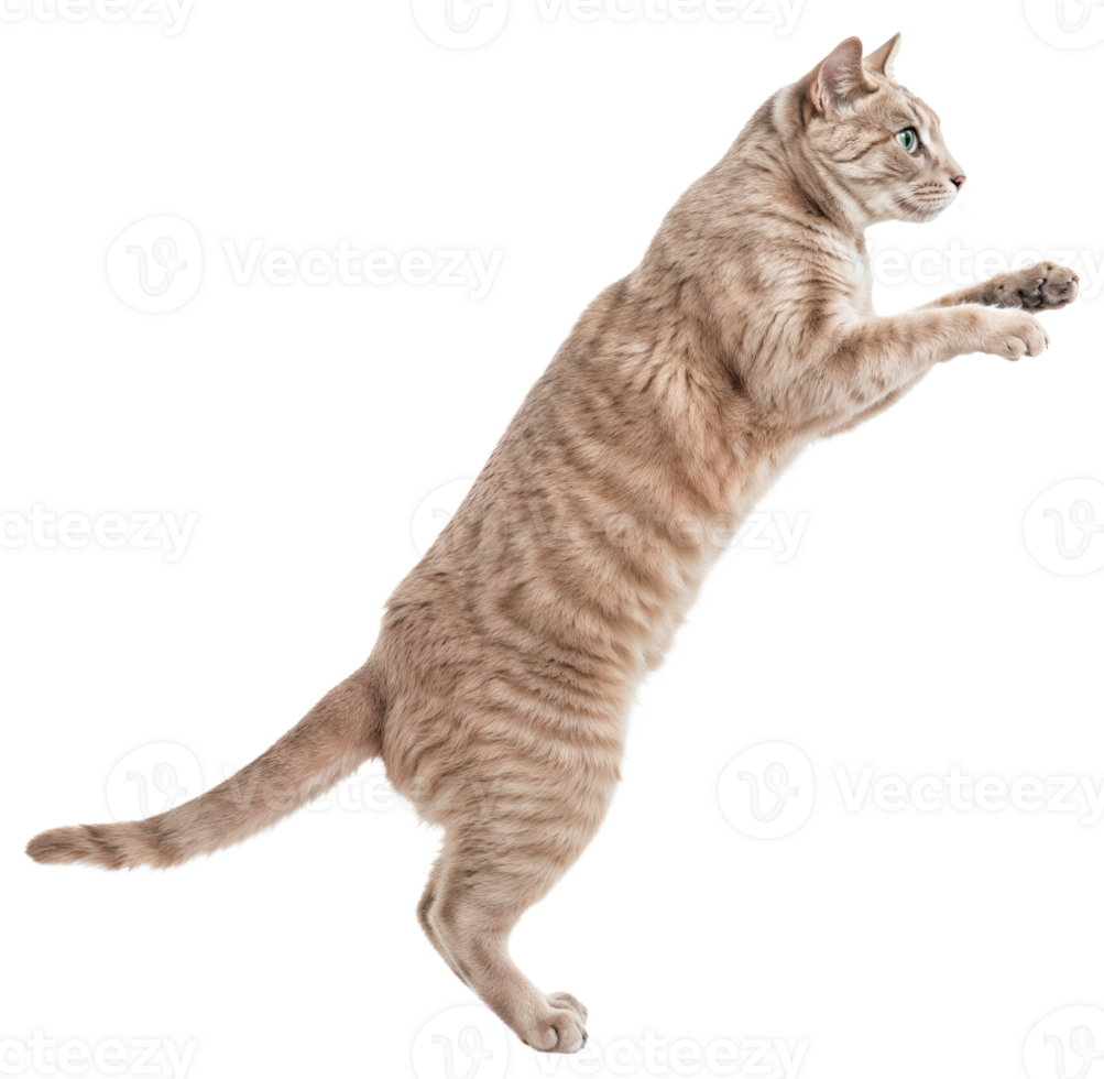 Side view of a Tabby cat standing on its hind legs with its front paws raised isolated on transparent background png
