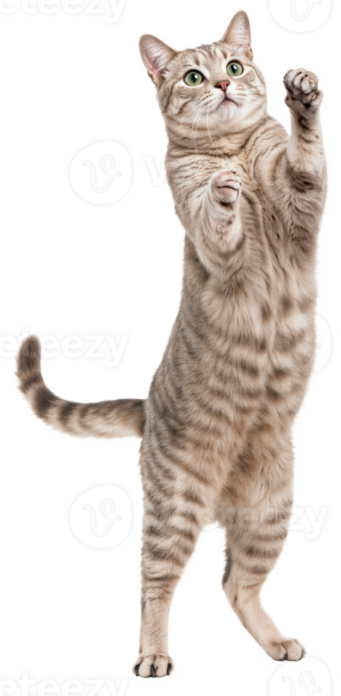 Tabby cat standing on its hind legs with its front paws raised isolated on transparent background png