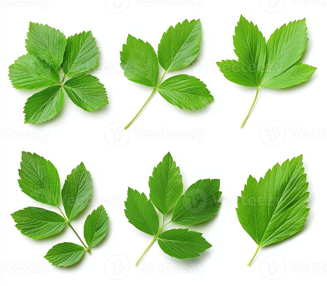 A collection of fresh green leaves showcasing different shapes and sizes. Ideal for nature-related themes, environmental projects, or botanical studies. photo