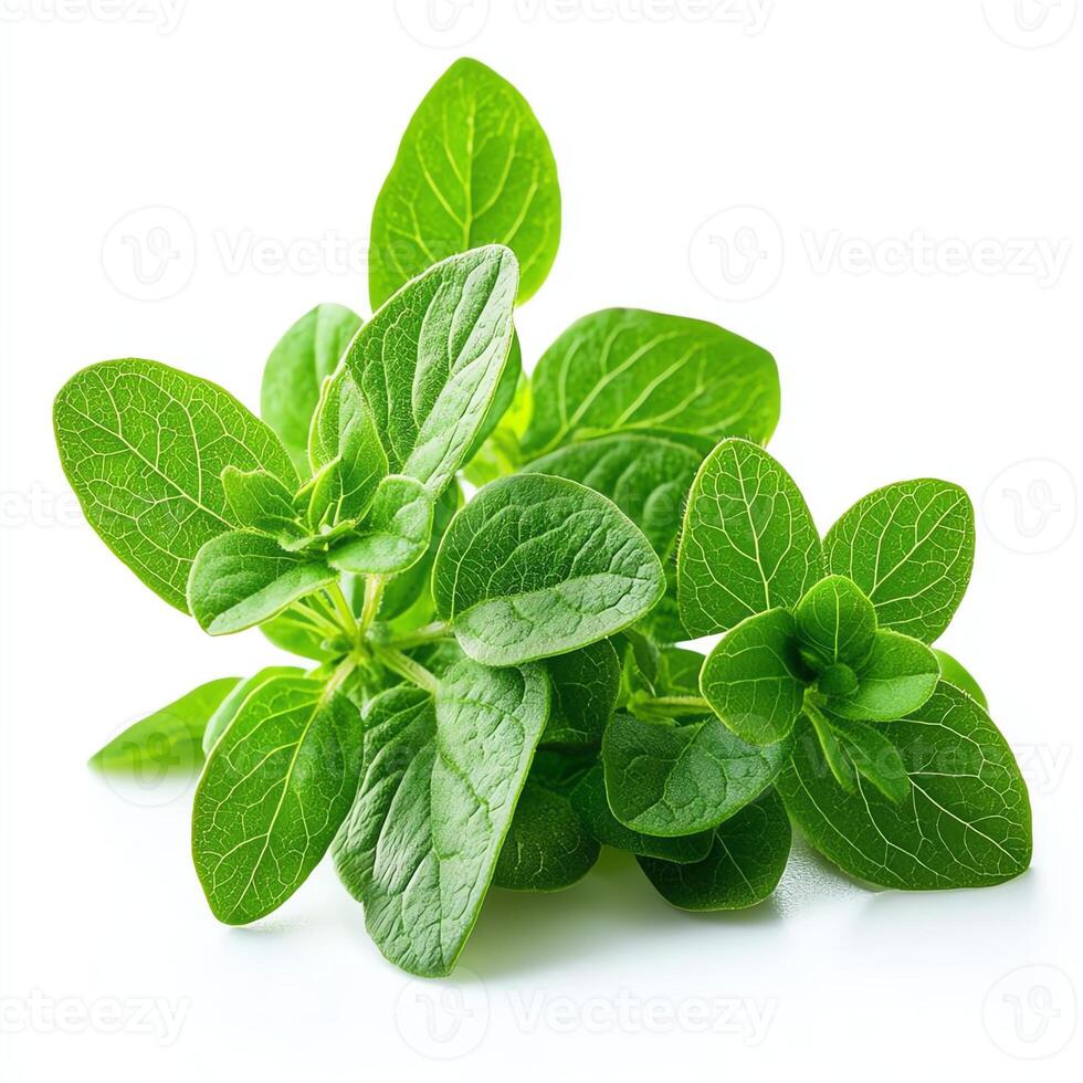 Fresh oregano leaves spread out against a clean background, showcasing vibrant green hues and intricate leaf patterns. Perfect for culinary and herb-related themes. photo