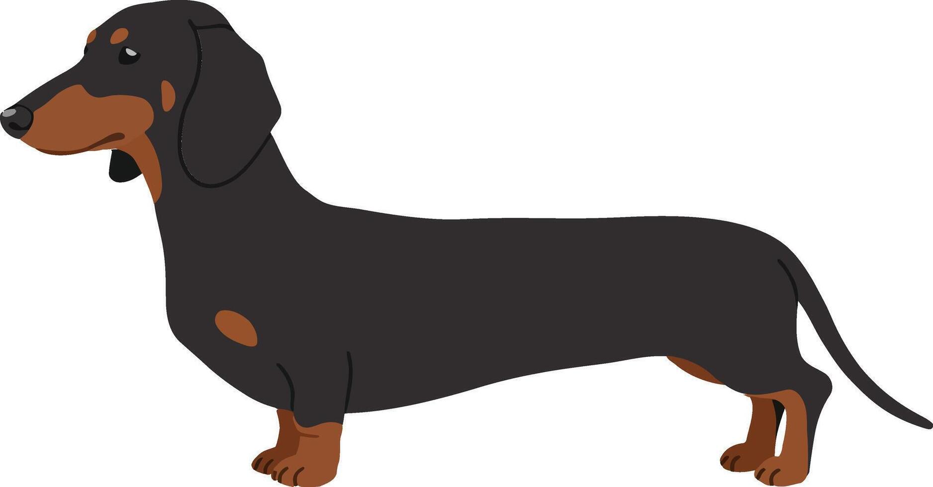 Playful dachshund standing confidently with a sleek black and brown coat in a minimalistic design style showcasing vibrant illustration vector