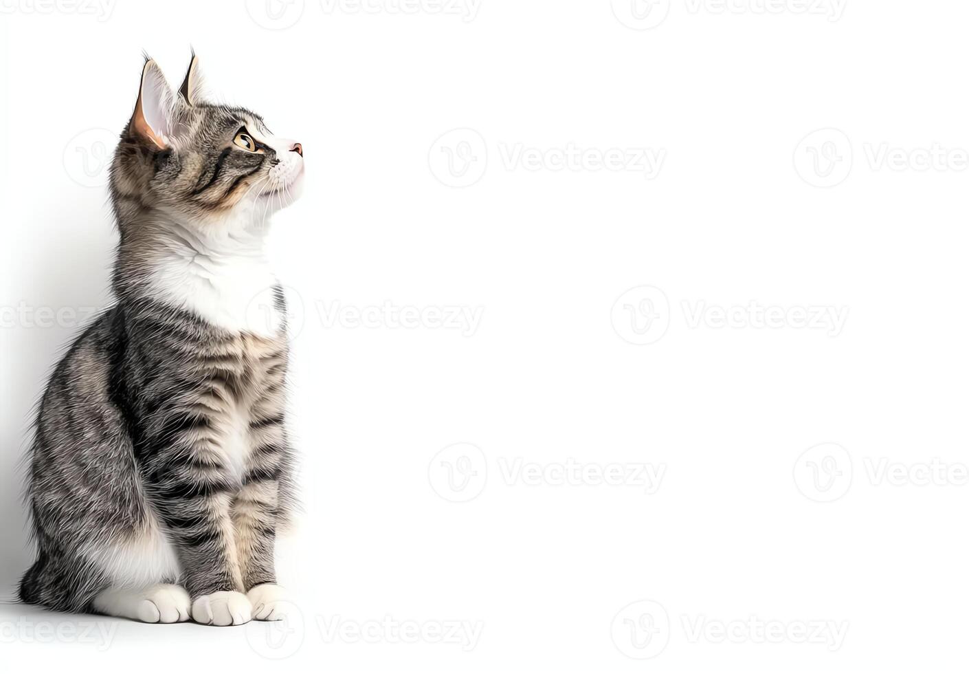 A curious tabby cat sits gracefully, gazing upward with big expressive eyes photo