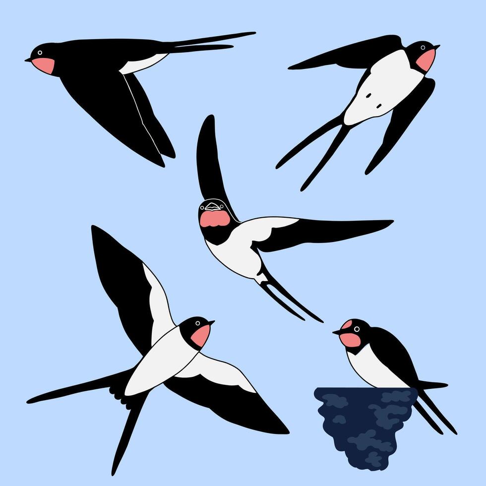 Swallow or Martin Passerine Bird with Long Tail and Pointed Wings Flying and Gliding Set vector
