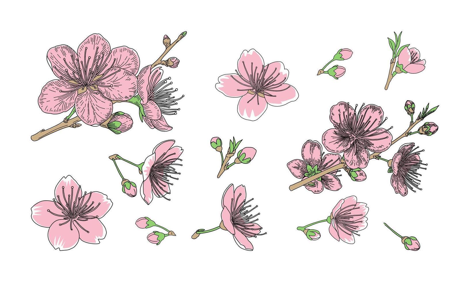 Cherry blossom, sakura flowers, tree branch, spring background vector