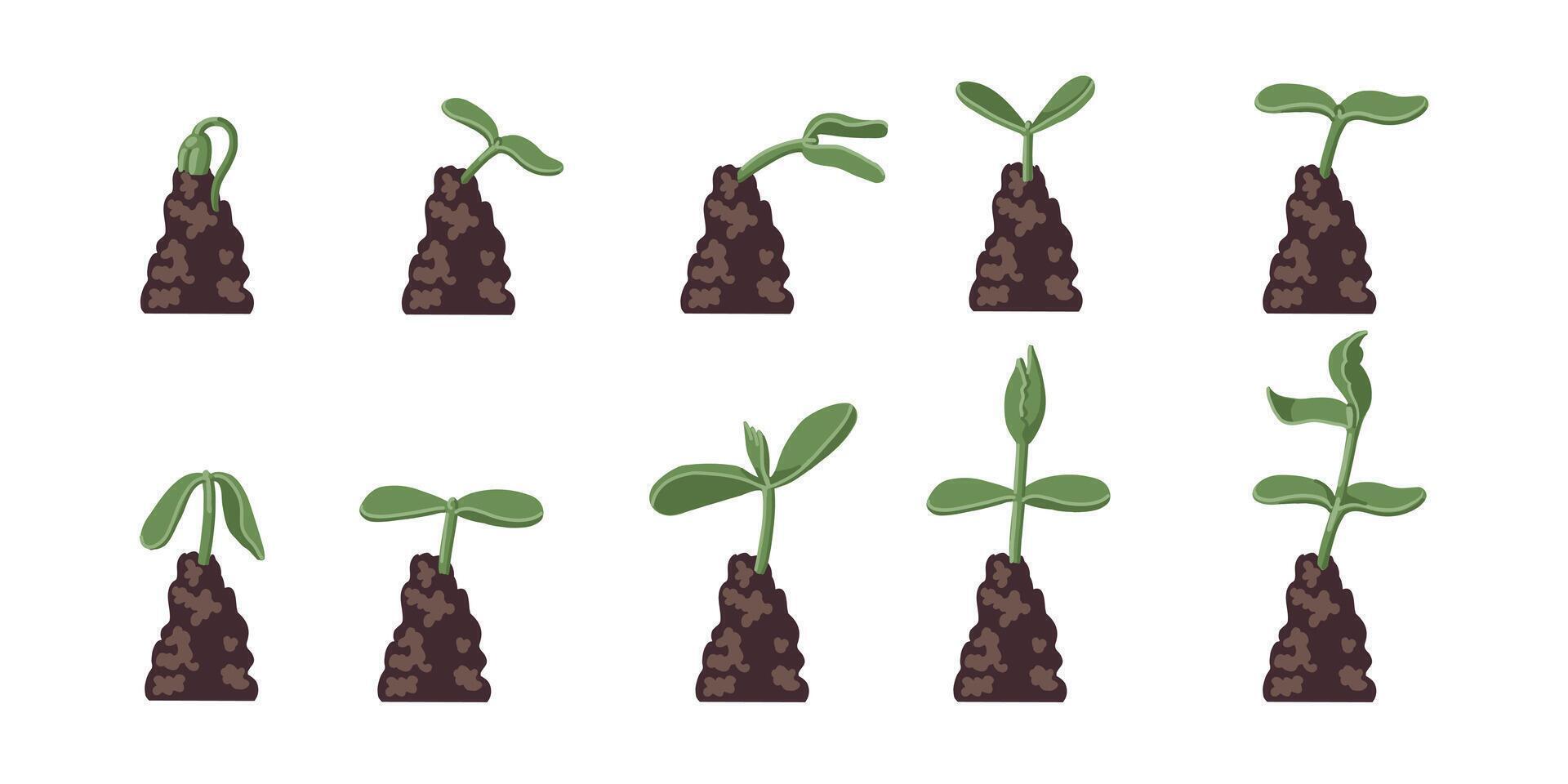 Set of illustrations with phases plant growth. Image for banners, web sites, designs. vector