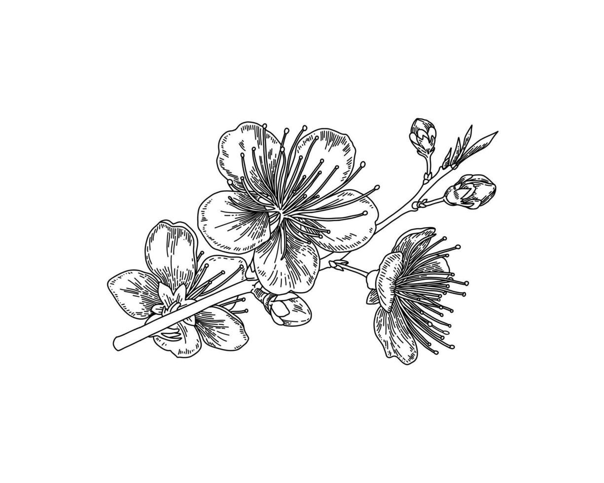 Line art branch with spring flowers. Detailed hand drawn clip art element isolated for postcards, social media posts, textile vector