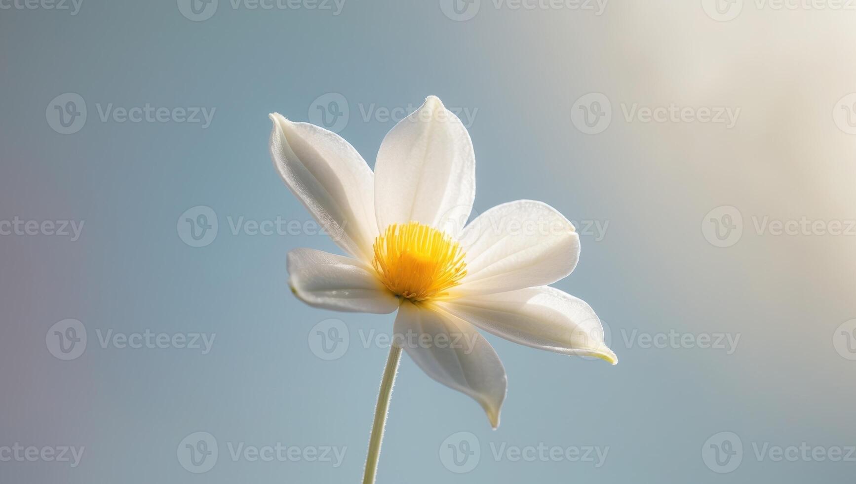 A white flower with yellow center is shown against a blue sky photo