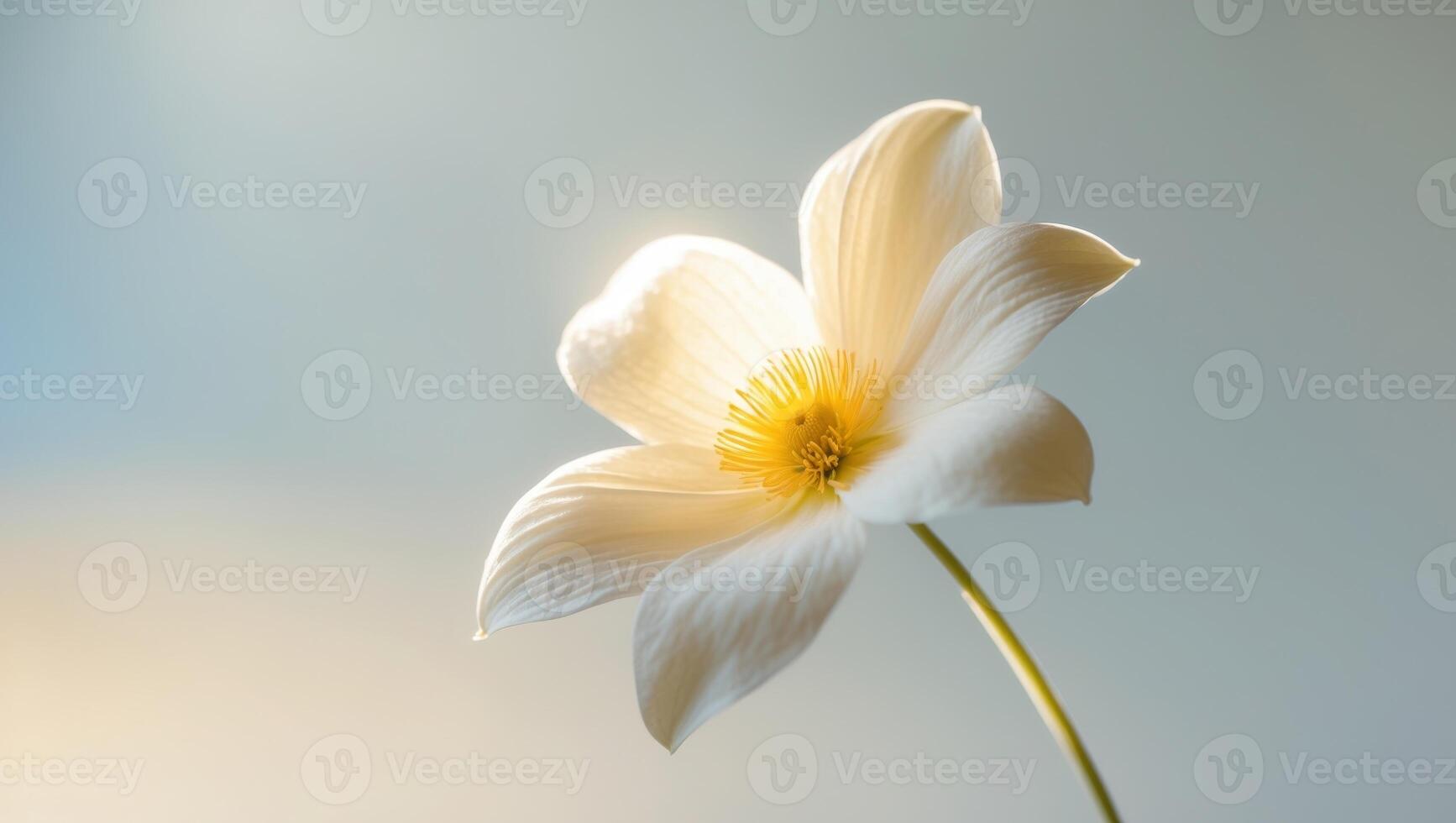 White flower on blue background photo