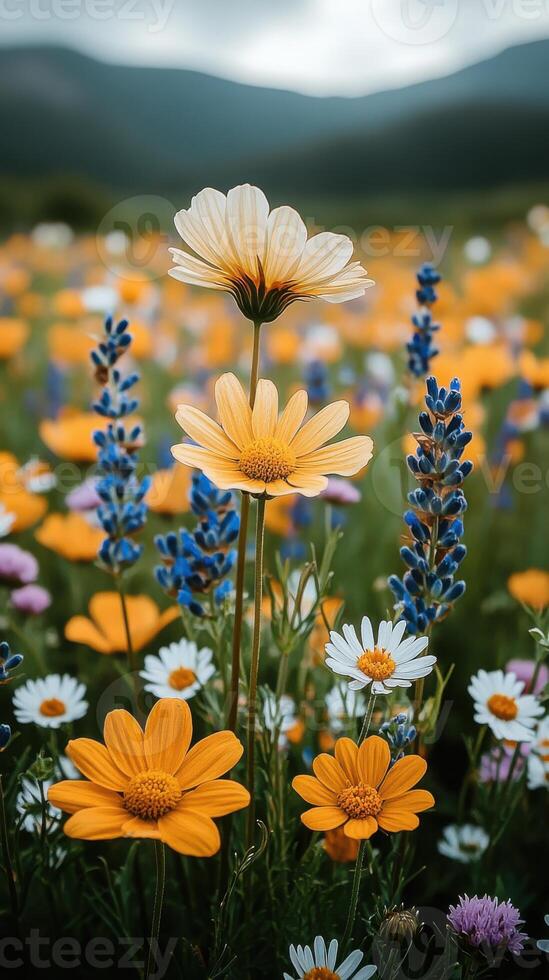 Vibrant meadow filled with colorful wildflowers under a cloudy sky during late afternoon photo