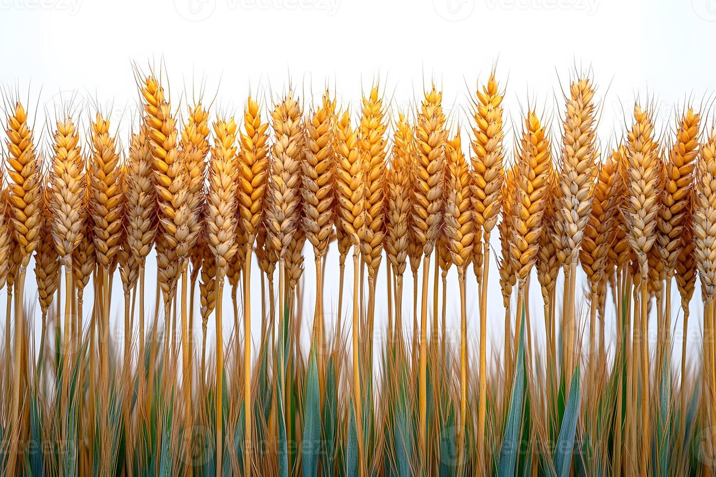 Golden Wheat Field Close-Up for Harvest and Agriculture Themes photo