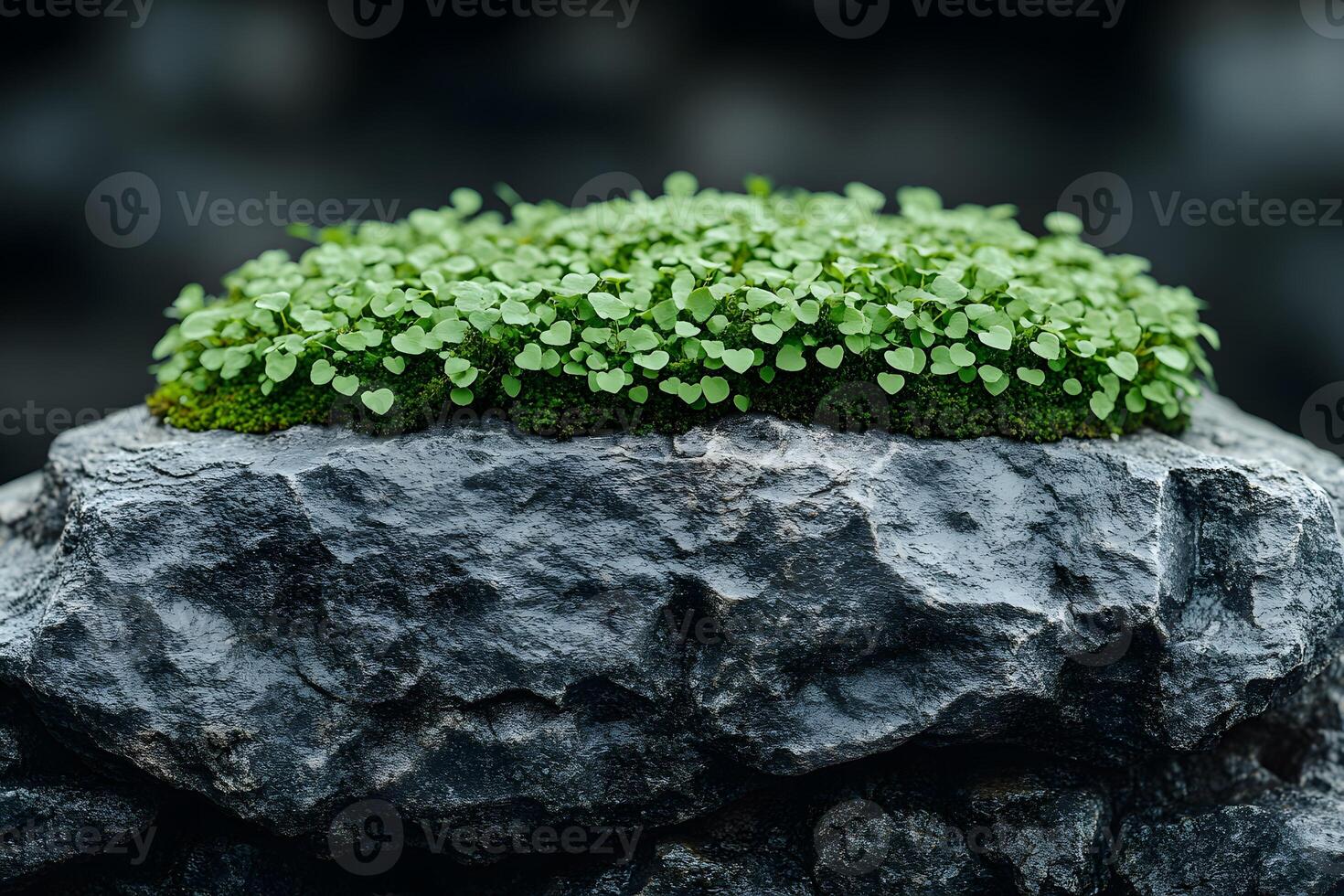 Lush Greenery on Rocky Surface Nature's Contrast and Texture photo