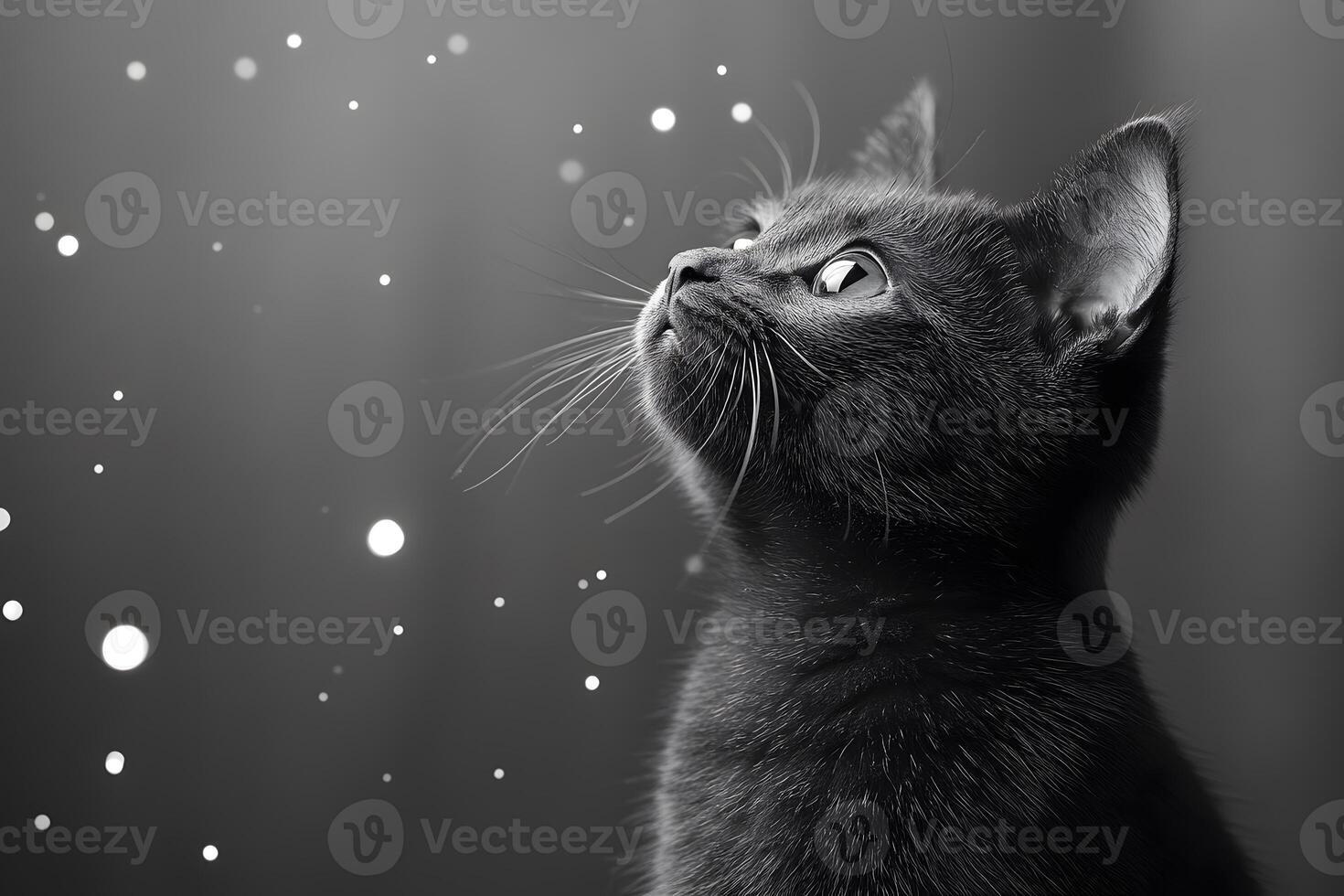 Dreamy Black Cat Staring in Bokeh Light Effect - Ideal for Pet Lovers and Posters photo