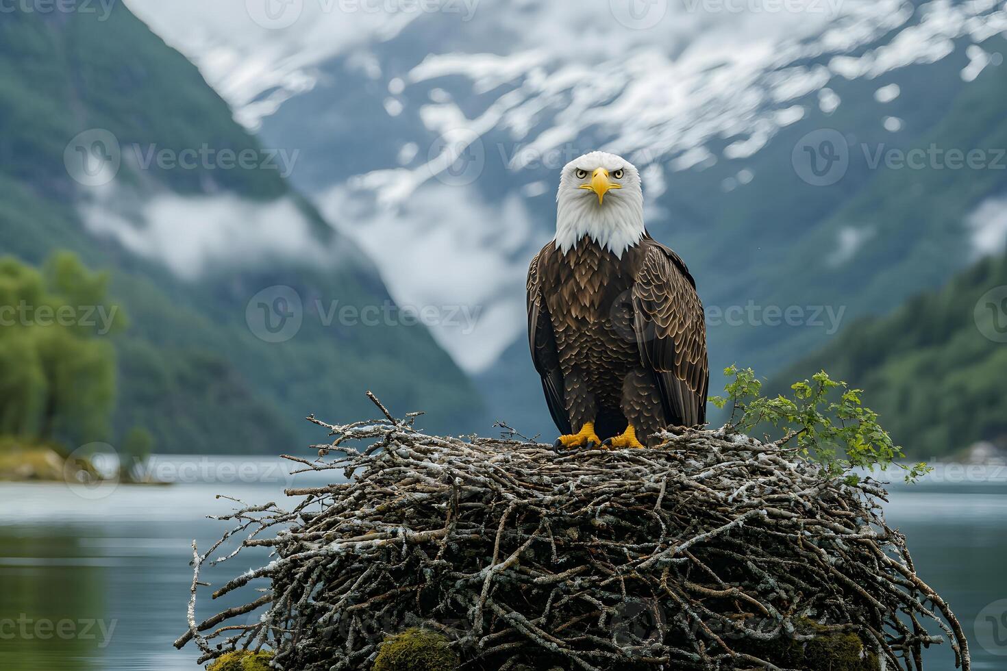 Majestic Bald Eagle in Mountainous Wilderness - Nature and Wildlife Photography photo