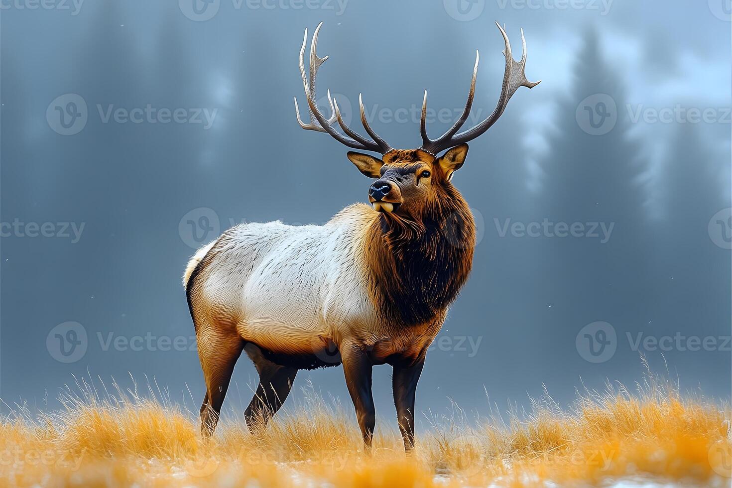 Majestic Elk in Foggy Forest Landscape for Nature and Wildlife Enthusiasts photo