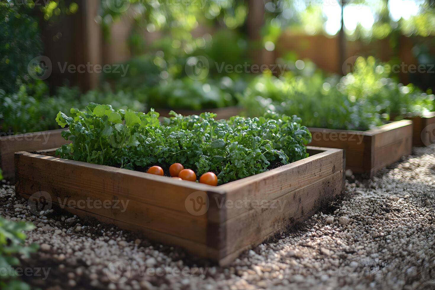 Lush Vegetable Garden with Raised Wooden Beds and Fresh Tomatoes photo