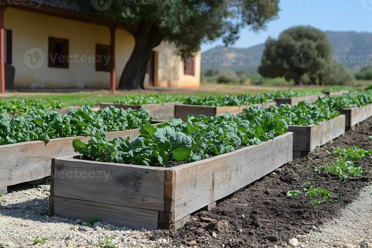 Lush Vegetable Garden with Raised Wooden Beds in Rural Countryside Setting photo