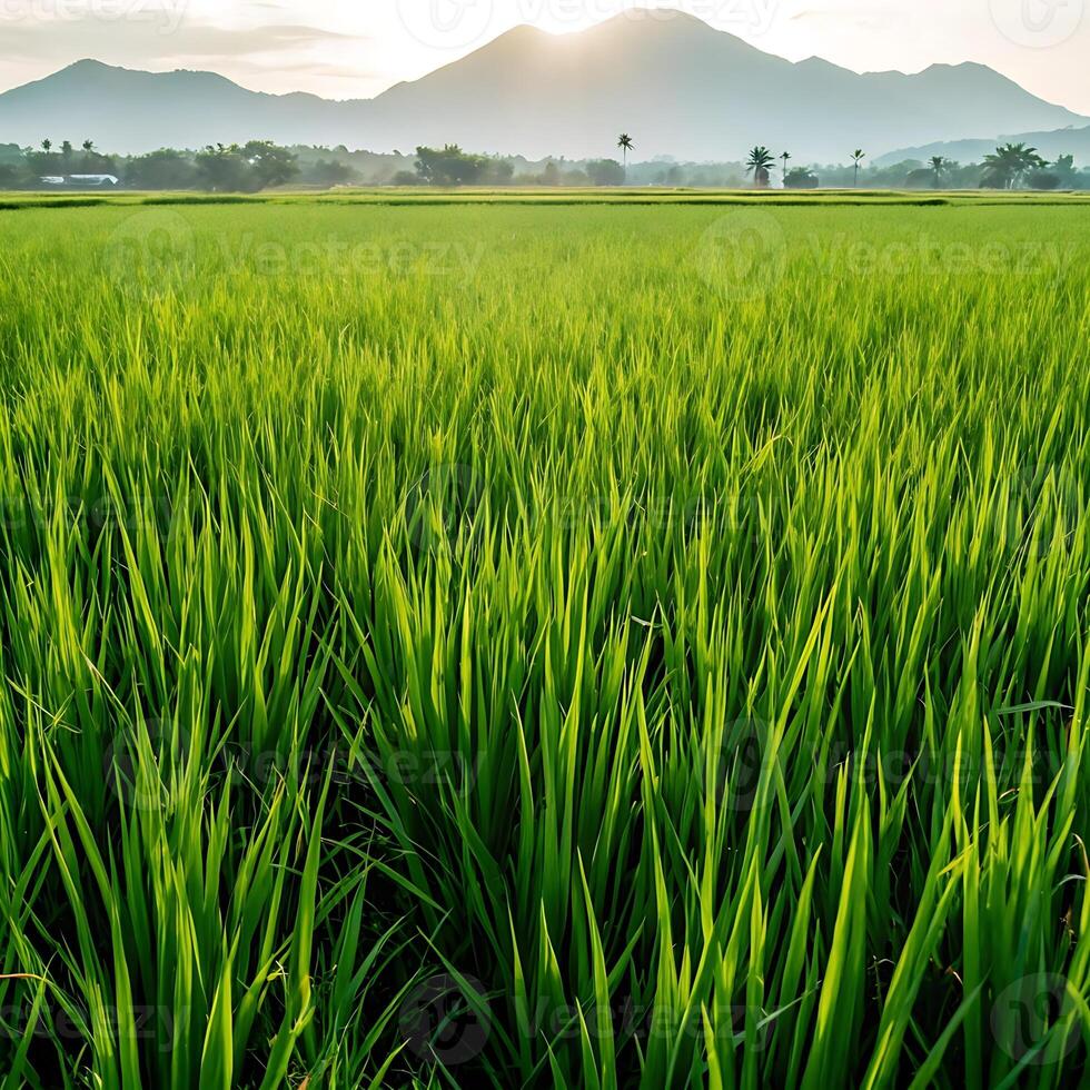 A green field with mountains in the background photo
