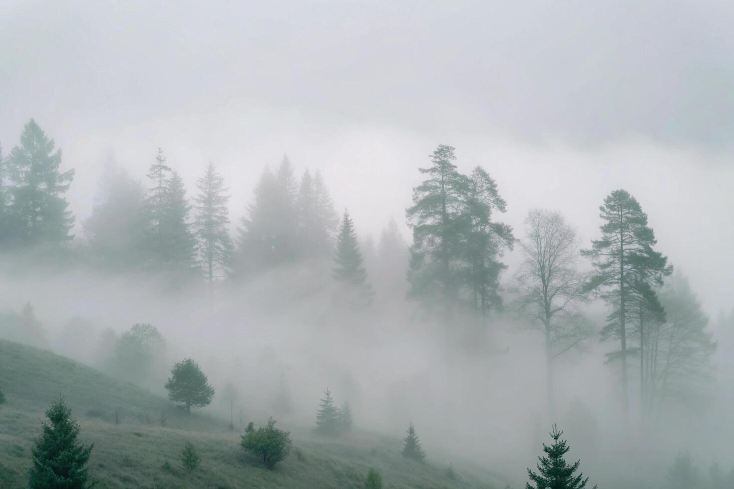 Misty Mountain Forest Scene with Fog Enveloping Coniferous Trees photo