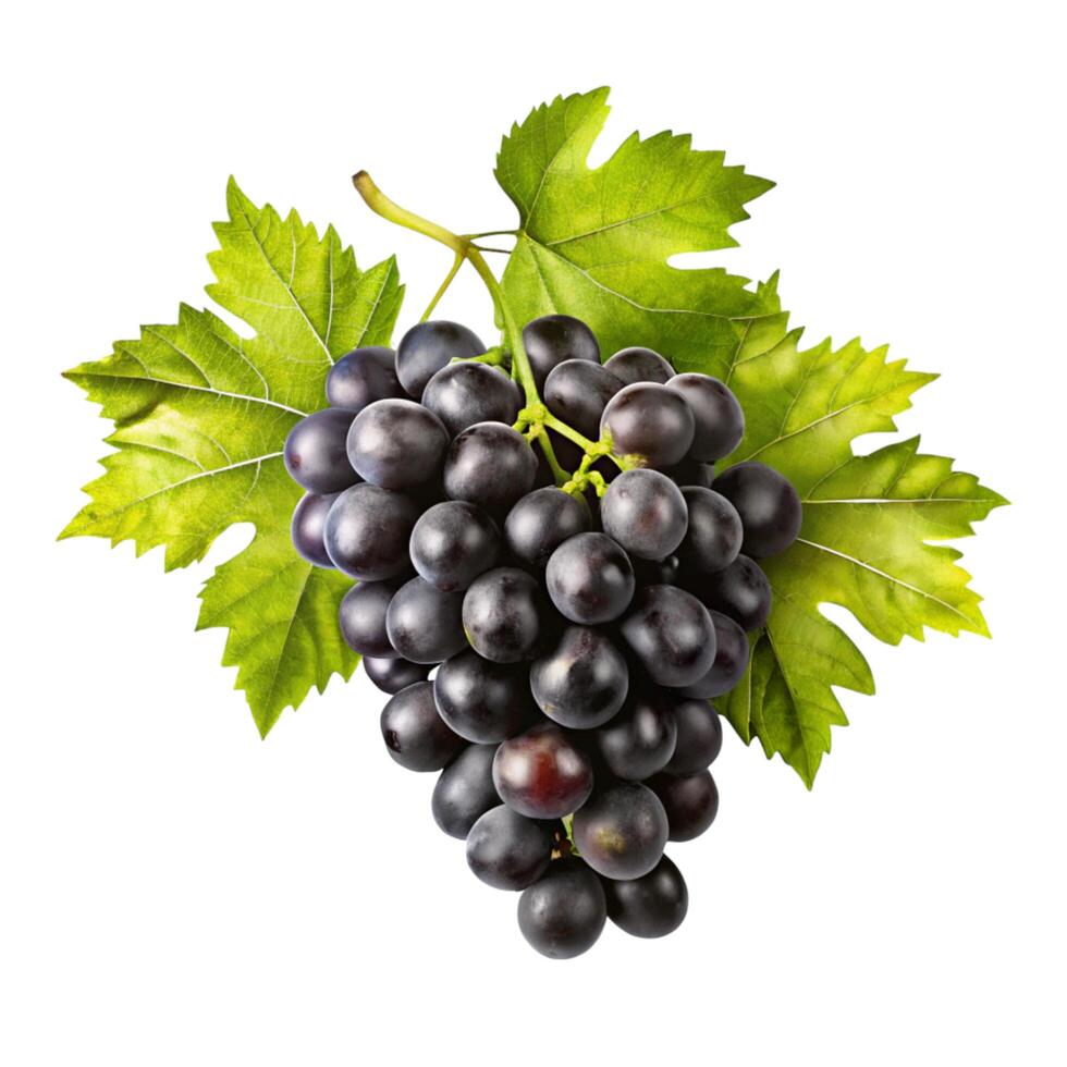 A bunch of dark purple grapes with lush green leaves isolated on white background photo