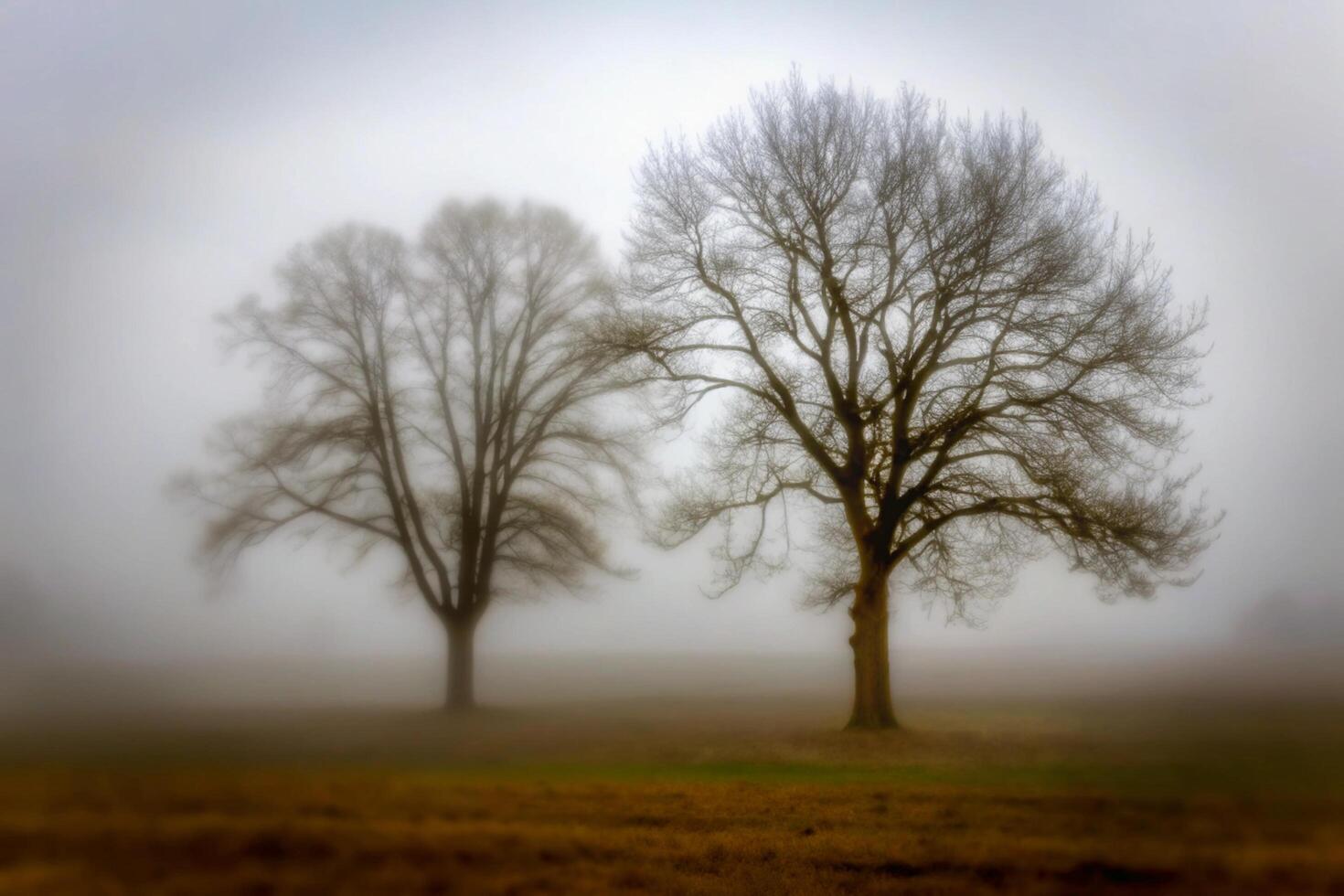 Two Majestic Trees Standing Alone in a Foggy Field a Serene Winter Landscape photo