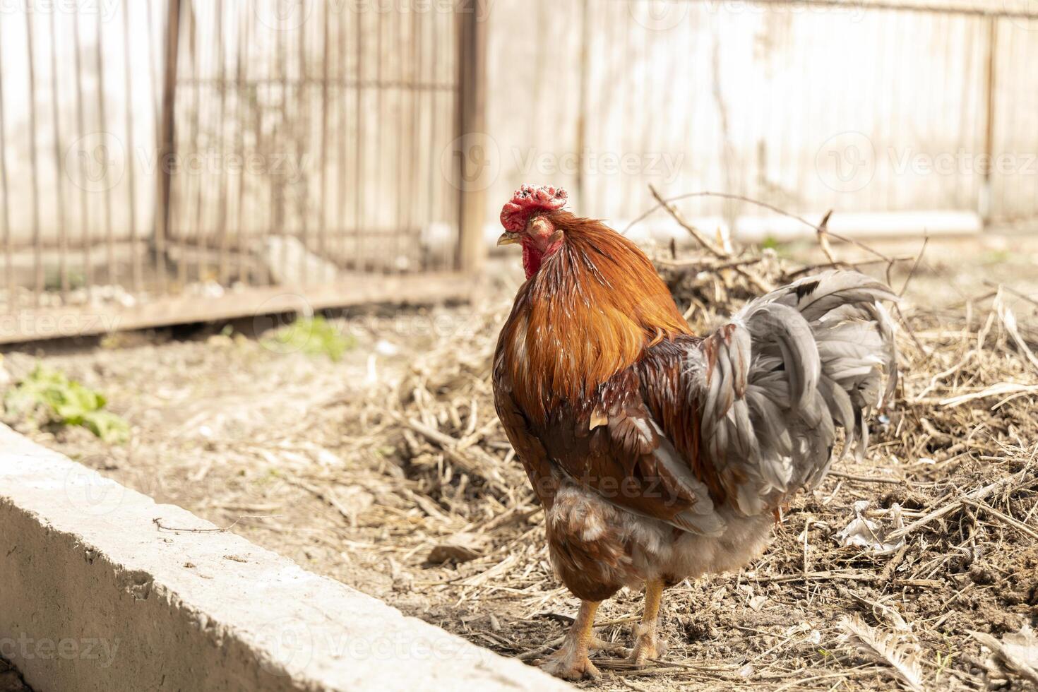 A close-up of a ginger rooster with a unique feature one missing eye. Illustrate related to farming, survival, countryside living, or the unique nature of animals. photo