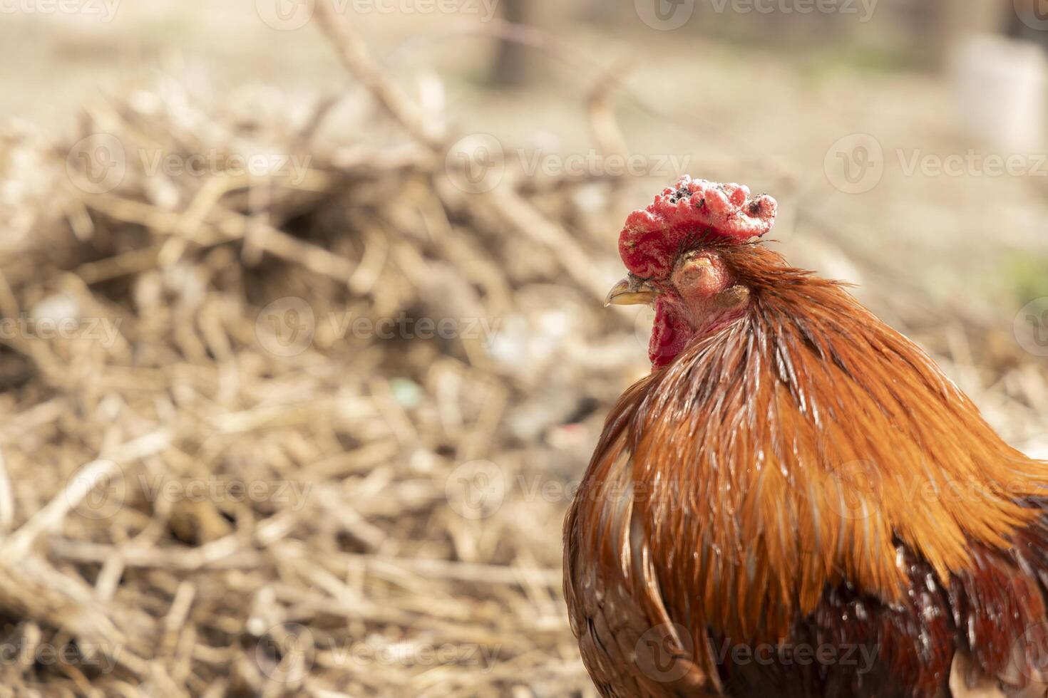 A close-up of a ginger rooster. Illustrate related to farming, survival, countryside living, or the unique nature of animals. photo