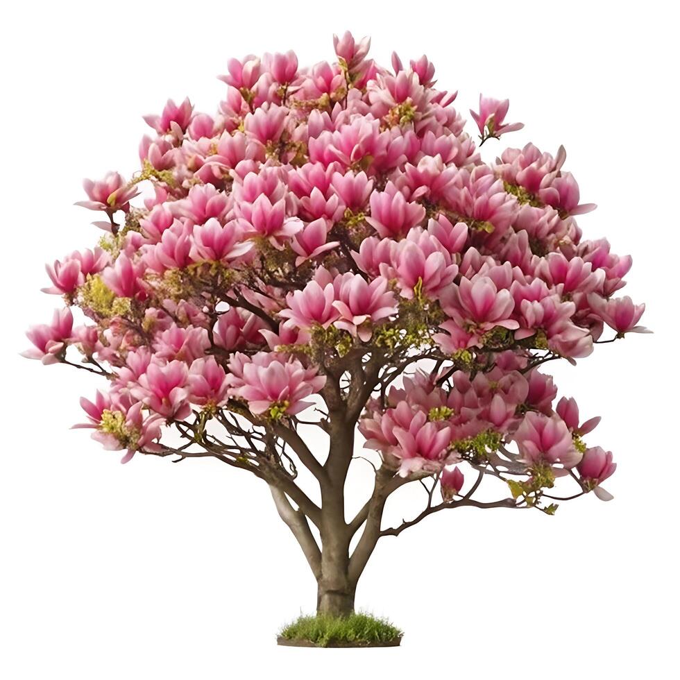Stunning Pink Magnolia Tree in Full Bloom Magnificent Spring Blossom Display photo