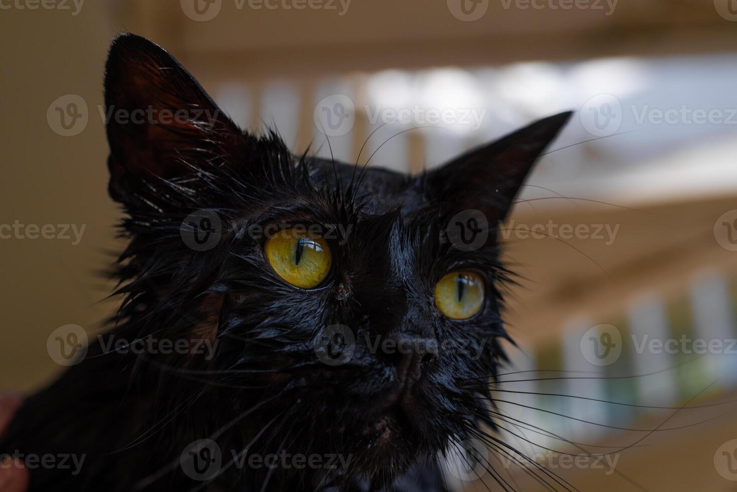 Angry black cat soaked and wet after bath, looking displeased and upset photo