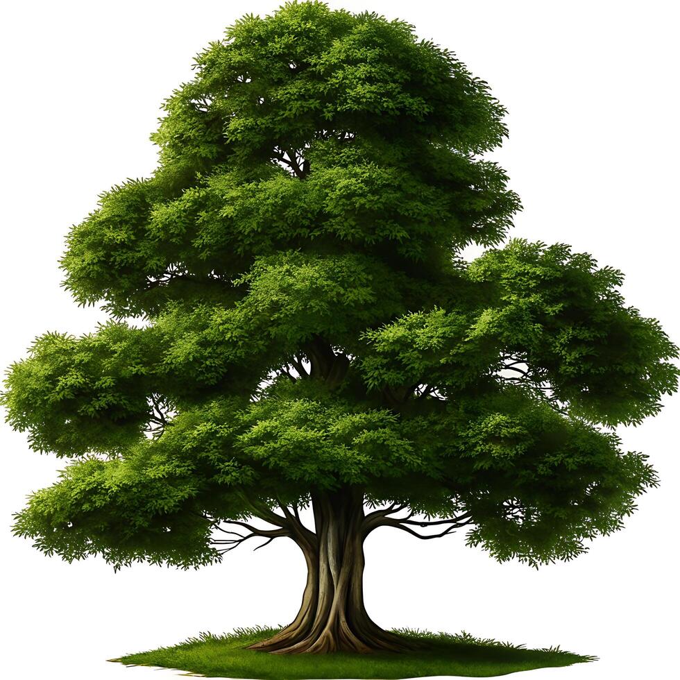 lush green tree with dense leaves and wide branches isolated on white background photo