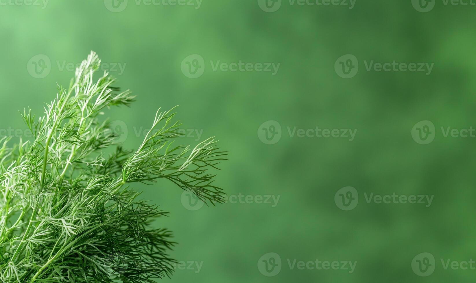 Fresh dill sprigs on green background. Culinary herb photo