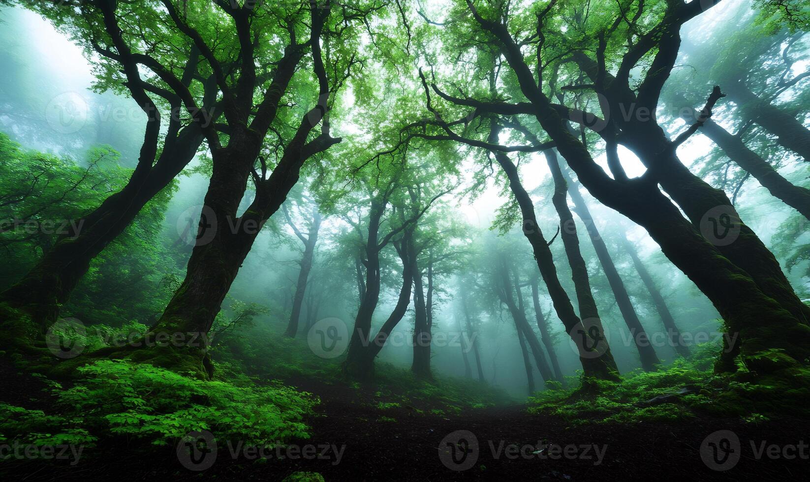 Misty forest canopy, lush green trees, mysterious ambiance. Possible use Nature backdrop photo
