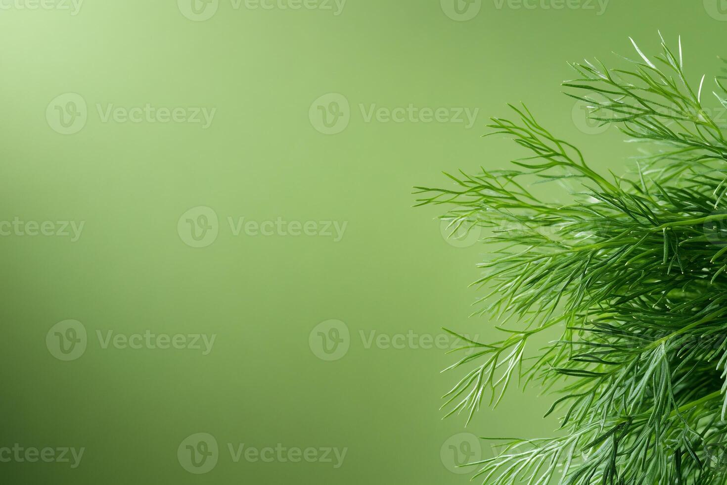 Green dill plant on green background photo