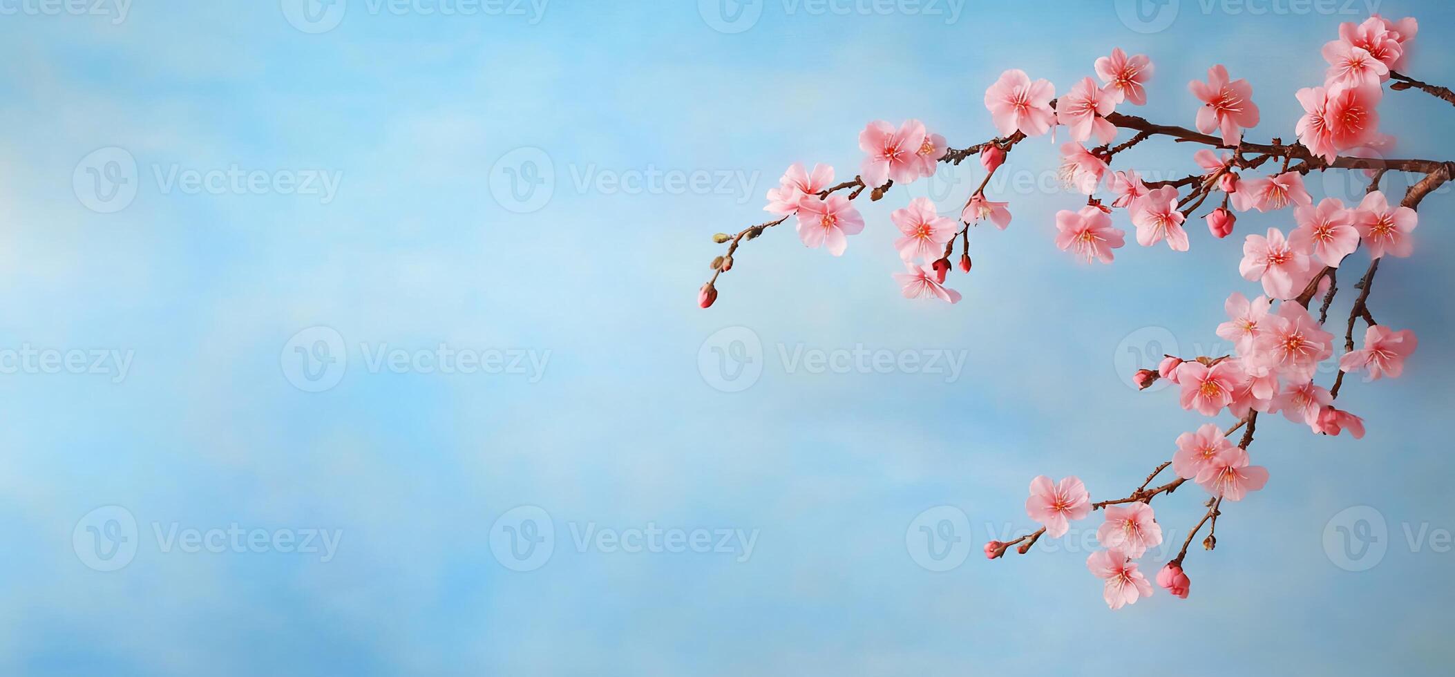 Pink cherry blossoms branch on blue background. photo