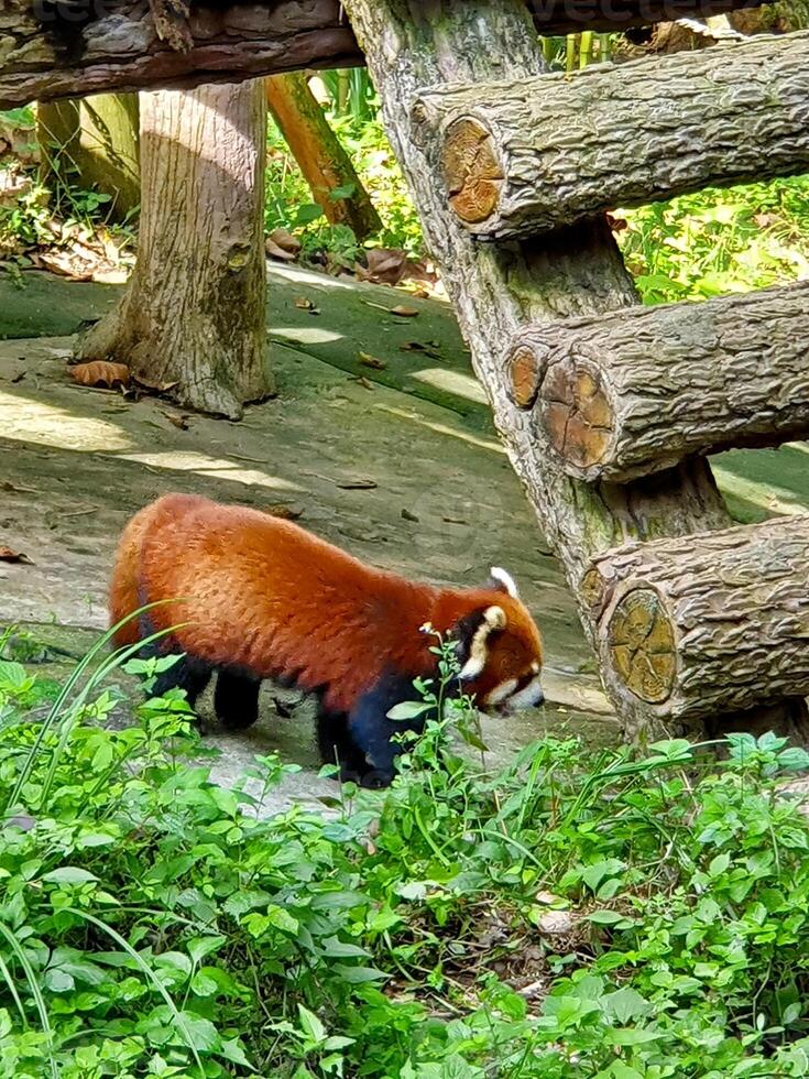 a red panda walking through a forest photo