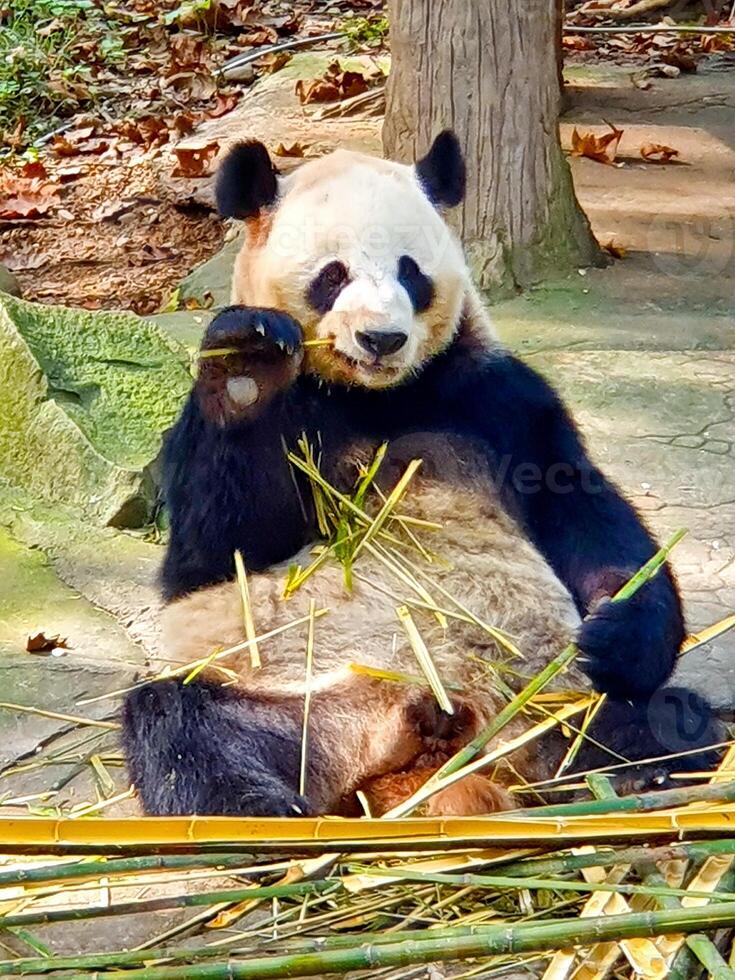 shot of panda bear sitting on the ground eating bamboo photo