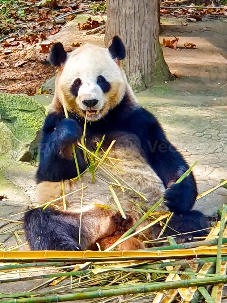 a panda bear sitting on the ground eating bamboo photo