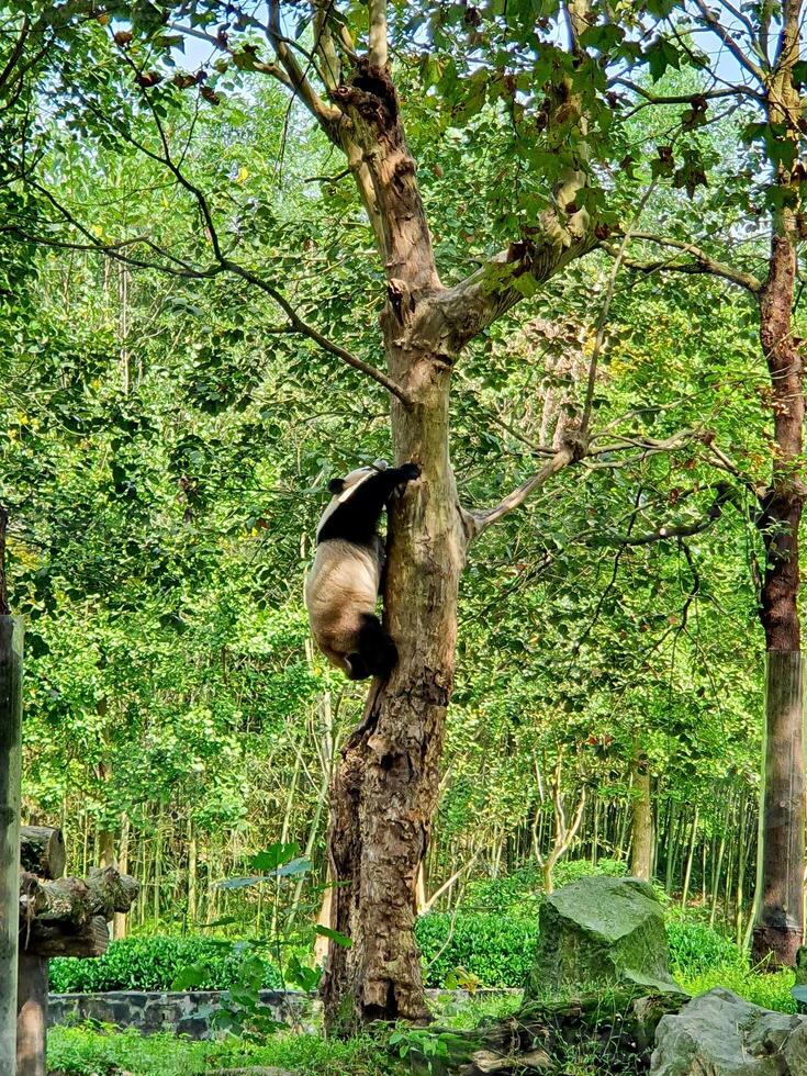 a panda bear climbing up a tree in a park photo