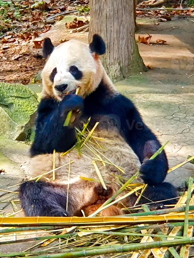 a panda bear eating bamboo in the park photo