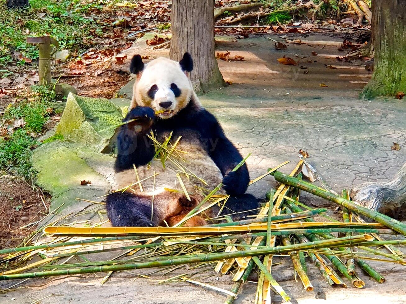 panda bear sitting on the ground eating bamboo photo