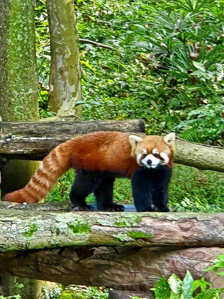 a red panda is walking on a log in the woods photo
