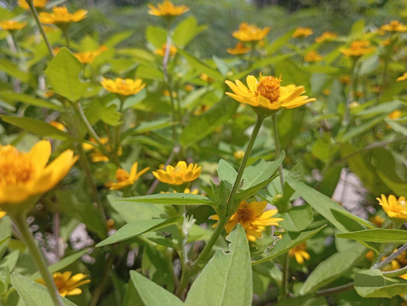 Close-up of vibrant yellow flowers blooming in a green garden photo