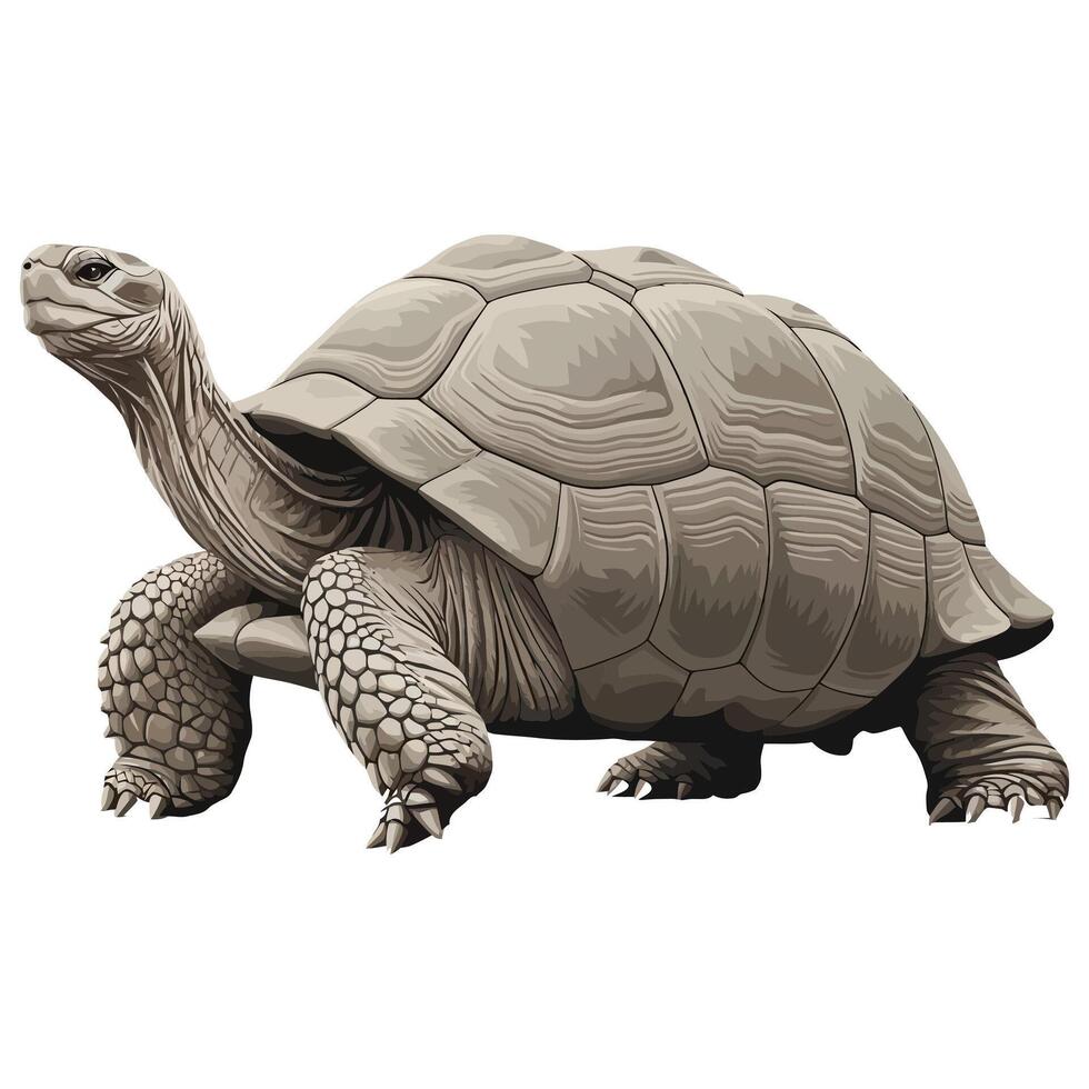 An illustration of a large tortoise on a white background vector