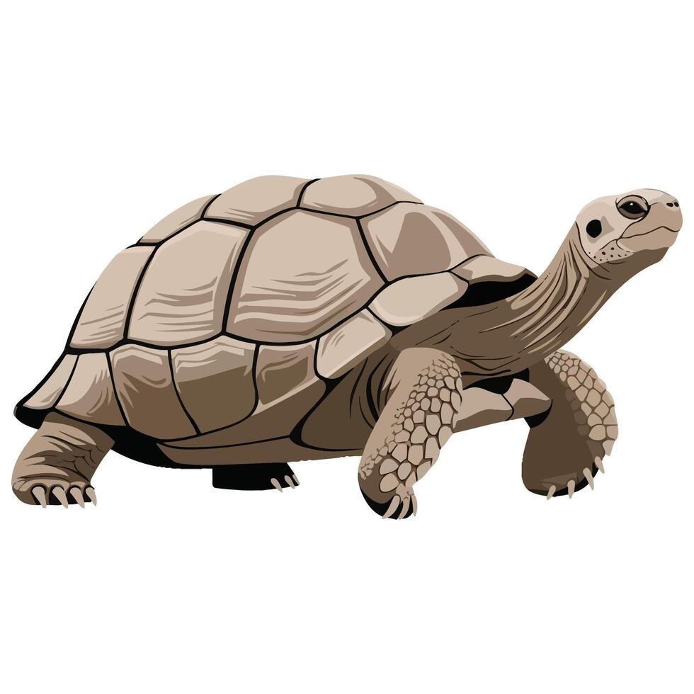 Flat Color Tortoise Design on White Background. vector