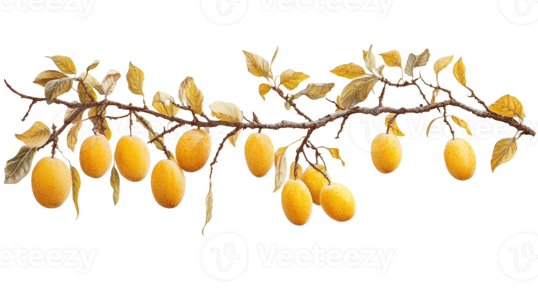 Harvesting lemons orchard food bright environment png