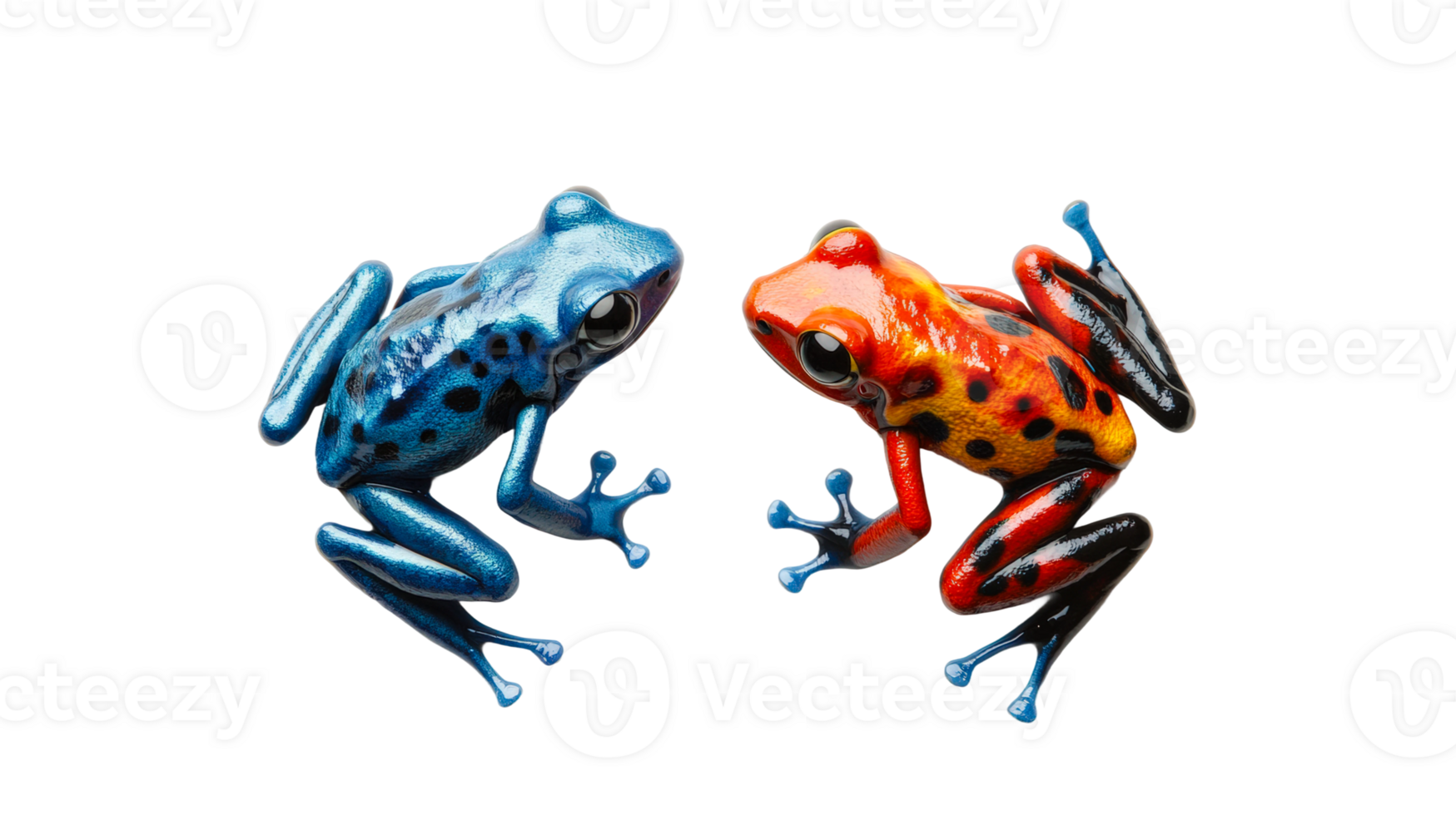 Colorful frogs display vibrant patterns in a natural habitat under soft natural light png