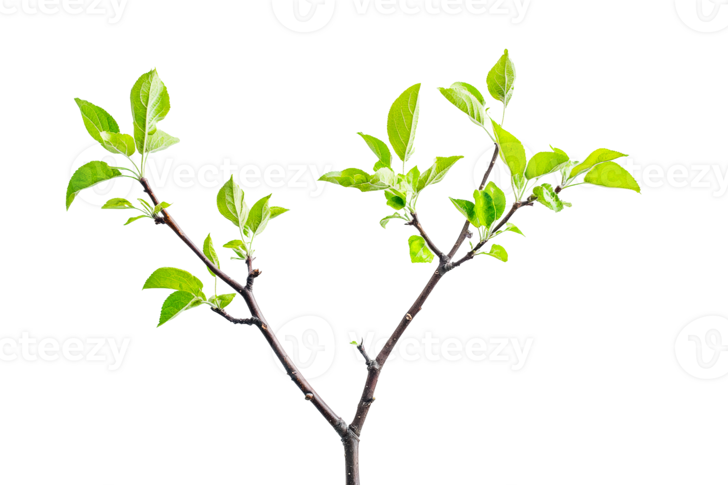 Fresh green leaves sprouting from a young branch in springtime growth environment png