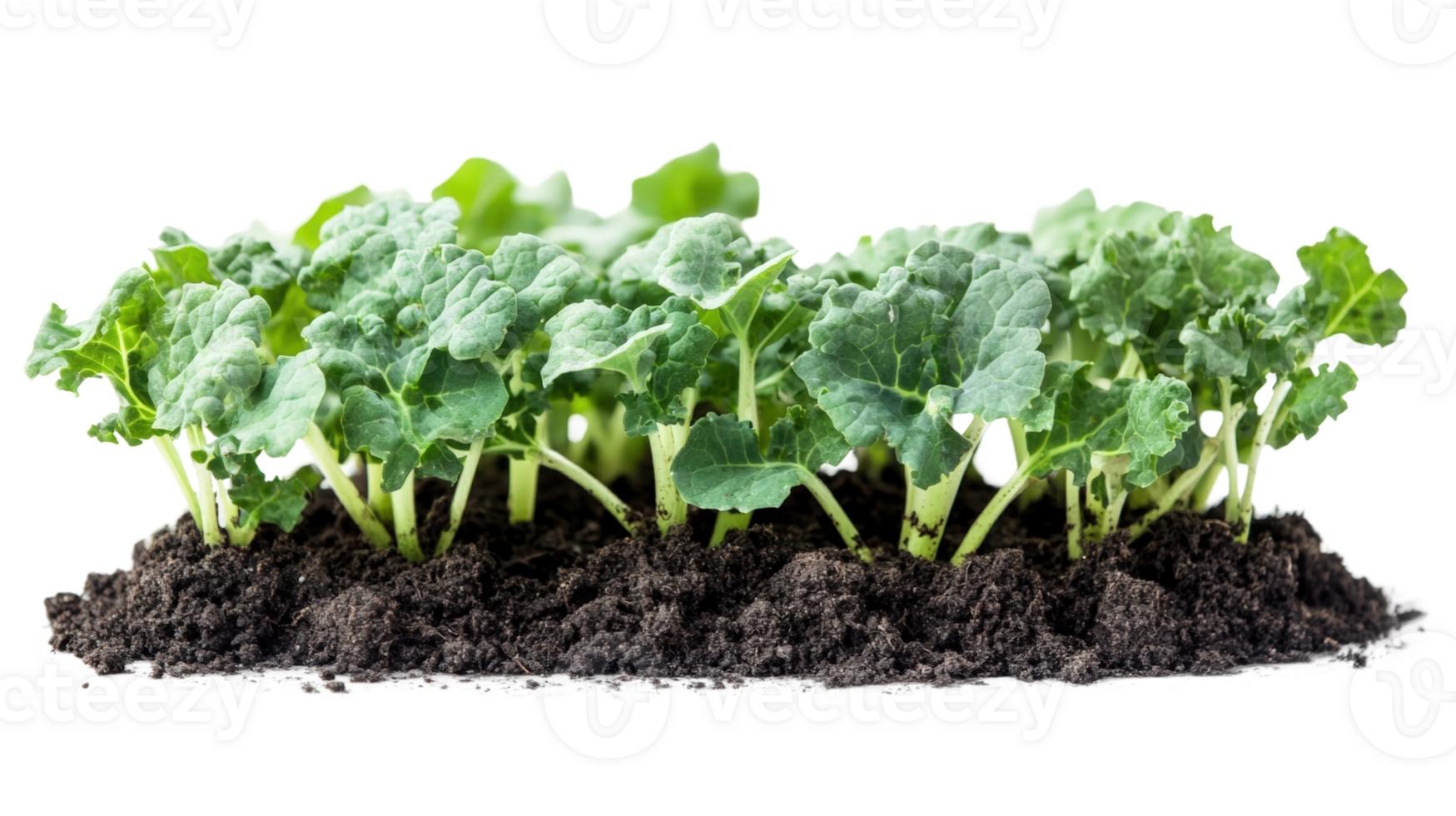 Growing kale seedlings in rich soil agriculture nature png