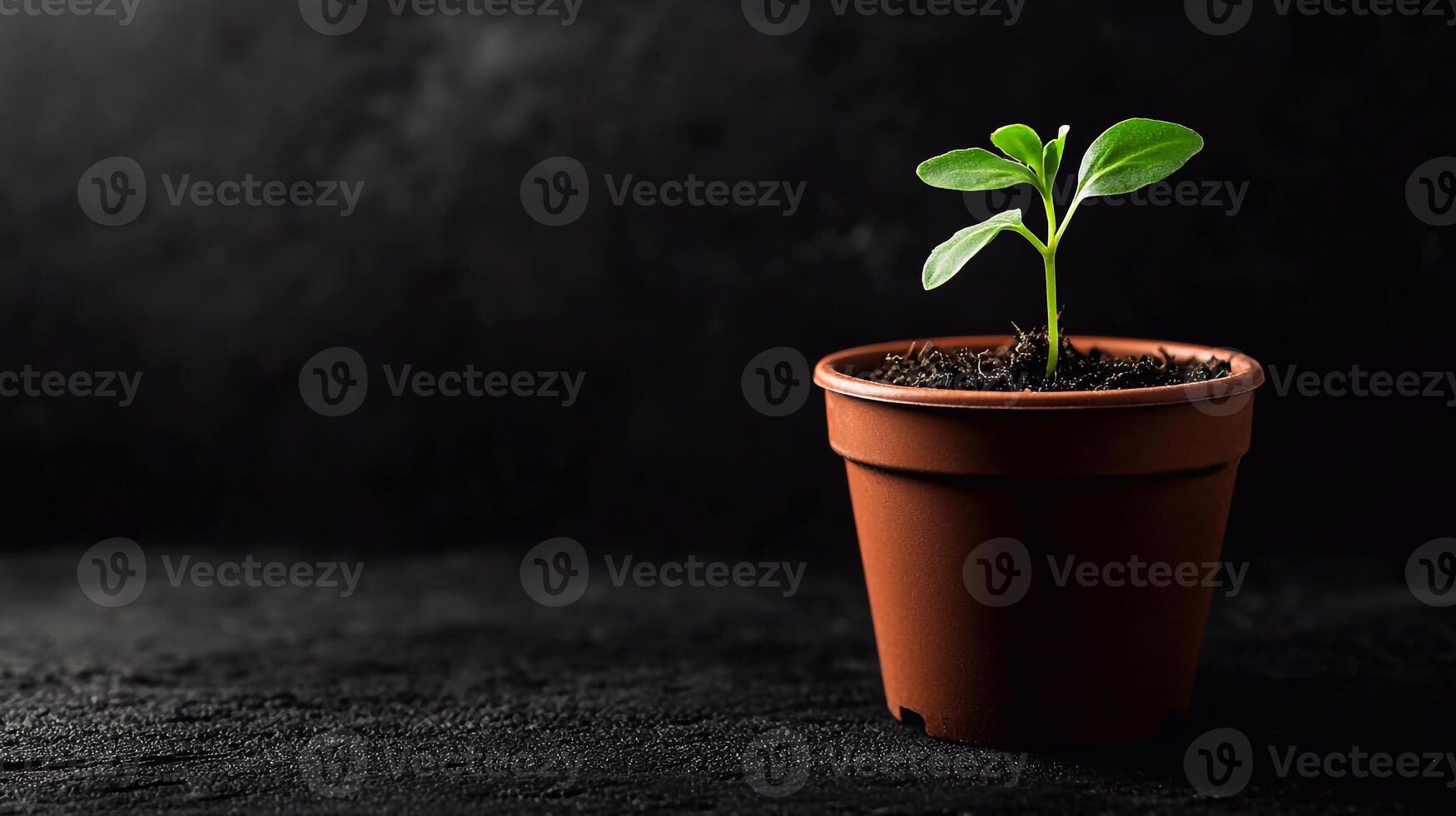 Close-up of fresh seedlings in a pot, illuminated against a black backdrop photo