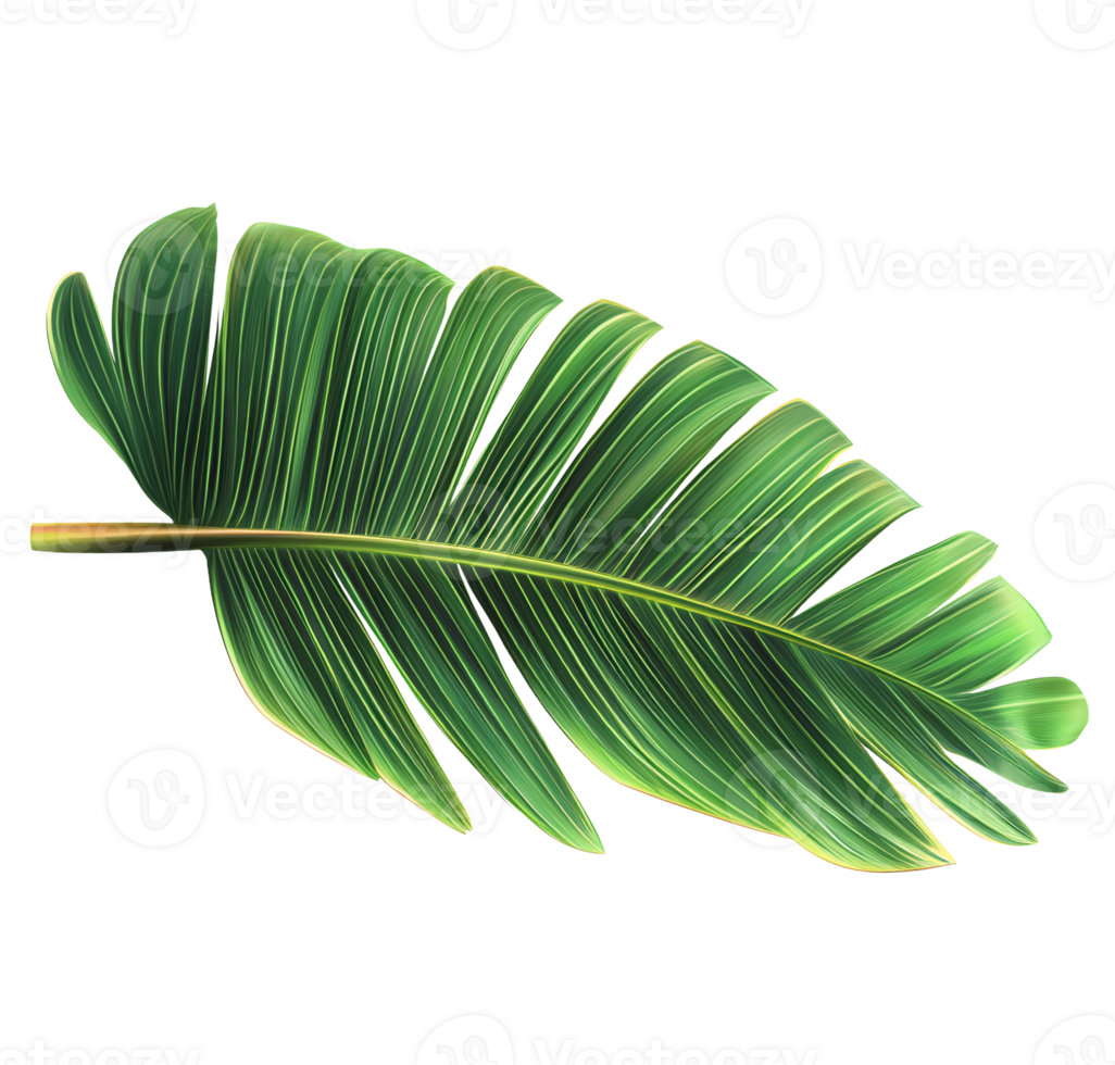 Tropical banana leaf on transparent background, digital illustration png