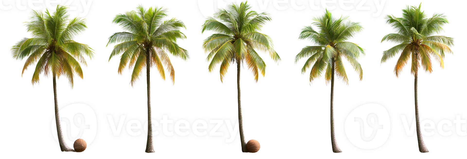 Palm trees on transparent background png